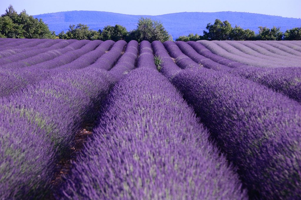 Provence-anh